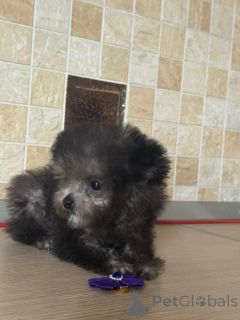 Foto №2 zu Ankündigung № 155084 zu verkaufen pudel (zwerg) - einkaufen Russische Föderation quotient 	ankündigung