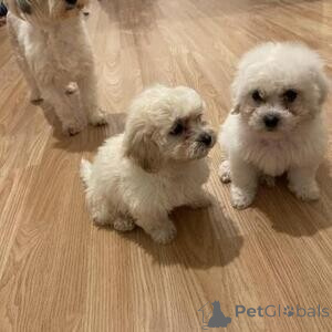Foto №2 zu Ankündigung № 171863 zu verkaufen bichon frisé - einkaufen Australien 