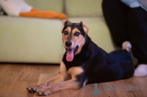 Foto №1. mischlingshund - zum Verkauf in der Stadt Moskwa | Frei | Ankündigung № 165003