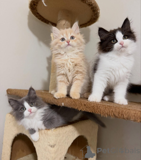 Foto №1. sibirische katze - zum Verkauf in der Stadt Deventer | verhandelt | Ankündigung № 170624