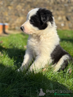 Foto №2 zu Ankündigung № 166501 zu verkaufen border collie - einkaufen Deutschland quotient 	ankündigung