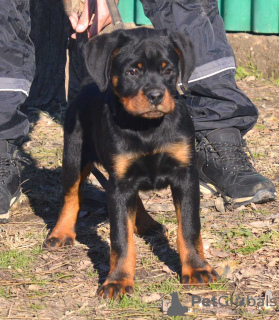 Foto №3. Rottweiler, Top-Welpen. Serbien