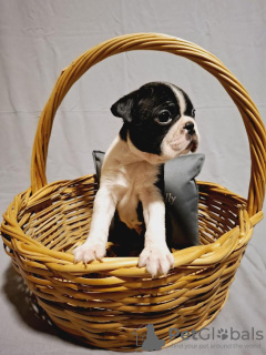 Foto №3. Boston Terrier Welpen aus Champion-Blutlinien. Serbien