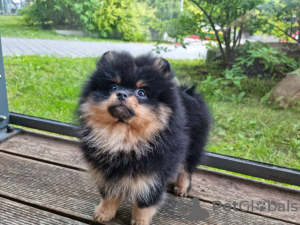 Foto №3. Süßer schwarz-brauner Pomeranian-Welpe. Litauen