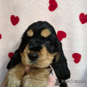 Foto №2 zu Ankündigung № 164543 zu verkaufen english cocker spaniel - einkaufen Finnland quotient 	ankündigung