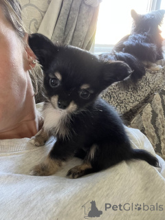 Foto №4. Ich werde verkaufen chihuahua in der Stadt Tampa. quotient 	ankündigung - preis - 298€