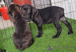 Foto №2 zu Ankündigung № 145597 zu verkaufen cane corso italiano - einkaufen Vereinigte Arabische Emirate quotient 	ankündigung