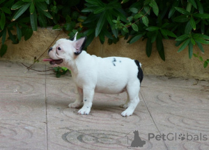 Foto №1. französische bulldogge - zum Verkauf in der Stadt Queens Park | verhandelt | Ankündigung № 168778