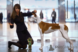 Foto №3. Podenco Ibicenco Welpen. Russische Föderation