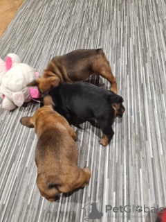 Foto №2 zu Ankündigung № 101985 zu verkaufen französische bulldogge - einkaufen USA züchter