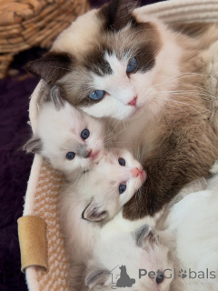Foto №1. ragdoll-katze - zum Verkauf in der Stadt Roermond | verhandelt | Ankündigung № 170646