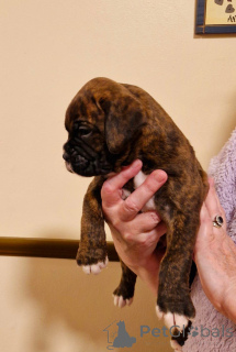 Foto №2 zu Ankündigung № 135375 zu verkaufen mischlingshund - einkaufen Deutschland 