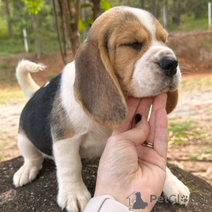 Foto №1. beagle - zum Verkauf in der Stadt Sinsheim | 404€ | Ankündigung № 128474