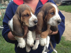 Foto №1. basset hound - zum Verkauf in der Stadt Aalen | 450€ | Ankündigung № 169412