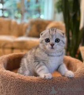 Foto №3. Scottish-Fold-Kätzchen zu verkaufen. Finnland