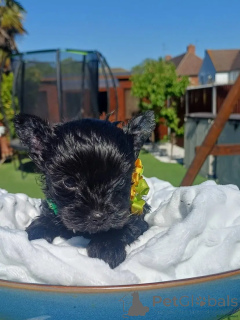Foto №2 zu Ankündigung № 175715 zu verkaufen yorkshire terrier - einkaufen Deutschland quotient 	ankündigung