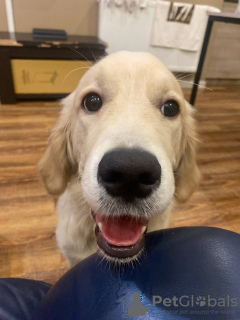 Foto №3. Golden Retriever 6 Monate. Georgien