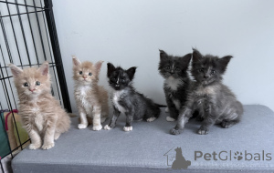Foto №1. maine-coon-katze - zum Verkauf in der Stadt Arrondisman de Brüssel Kapital | Frei | Ankündigung № 174368