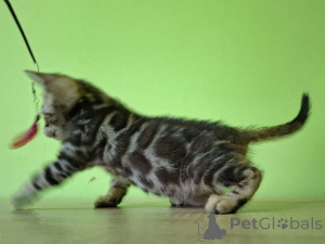 Foto №3. Bengalen Mann. Polen