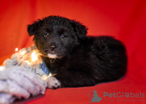 Foto №2 zu Ankündigung № 13429 zu verkaufen mischlingshund - einkaufen Russische Föderation aus dem tierheim
