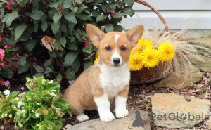 Foto №1. welsh corgi - zum Verkauf in der Stadt Augustdorf | verhandelt | Ankündigung № 162218