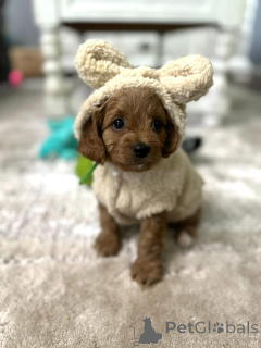 Foto №1. cavalier king charles spaniel - zum Verkauf in der Stadt El Paso | verhandelt | Ankündigung № 154339