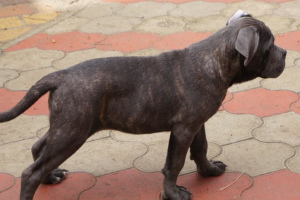 Foto №2 zu Ankündigung № 6107 zu verkaufen cane corso italiano - einkaufen Russische Föderation quotient 	ankündigung