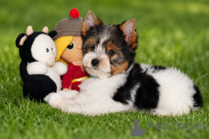 Foto №4. Ich werde verkaufen biewer terrier in der Stadt Balekesir. züchter - preis - 291€