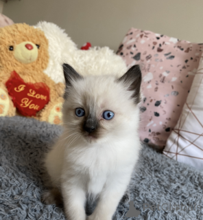 Foto №2 zu Ankündigung № 161379 zu verkaufen ragdoll-katze - einkaufen USA quotient 	ankündigung