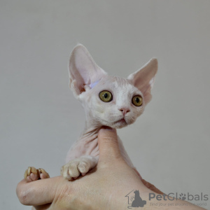 Foto №4. Ich werde verkaufen devon rex in der Stadt Москва. vom kindergarten - preis - 554€