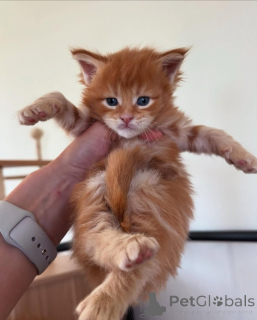 Foto №3. Maine Coon. Deutschland