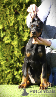 Zusätzliche Fotos: Dobermann-Welpen zu verkaufen