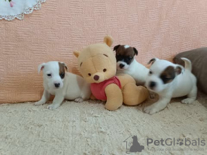 Foto №1. jack russell terrier - zum Verkauf in der Stadt Kruševac | 100€ | Ankündigung № 125766