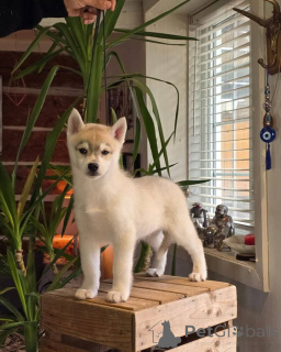 Foto №1. siberian husky - zum Verkauf in der Stadt Gijón | Frei | Ankündigung № 145313