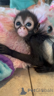 Foto №1. maine-coon-katze - zum Verkauf in der Stadt Baaienfurt | verhandelt | Ankündigung № 161291