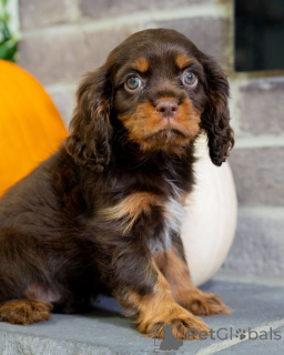 Foto №2 zu Ankündigung № 157216 zu verkaufen cavalier king charles spaniel - einkaufen Schweden quotient 	ankündigung