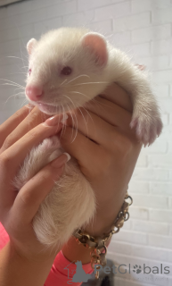 Foto №1.  - zum Verkauf in der Stadt Dornbirn | 50€ | Ankündigung № 143772