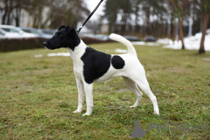 Foto №1. foxterrier - zum Verkauf in der Stadt Minsk | 757€ | Ankündigung № 112244