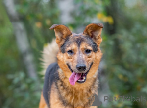 Foto №1. mischlingshund - zum Verkauf in der Stadt Moskwa | Frei | Ankündigung № 156551