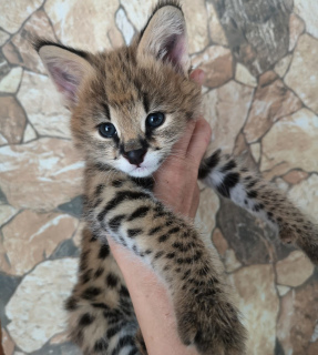 Foto №2 zu Ankündigung № 2162 zu verkaufen serval - einkaufen Weißrussland quotient 	ankündigung, vom kindergarten, züchter