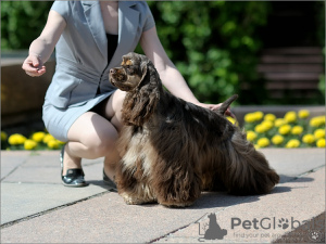 Foto №4. Ich werde verkaufen amerikanischer cocker spaniel in der Stadt Samara. quotient 	ankündigung - preis - 674€