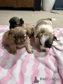 Foto №3. Malteser-Shih-Tzu-Welpen zu verkaufen.. Deutschland