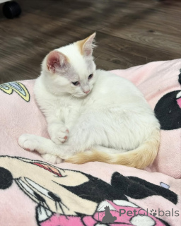 Foto №2 zu Ankündigung № 150626 zu verkaufen hauskatze - einkaufen Deutschland aus dem tierheim, züchter