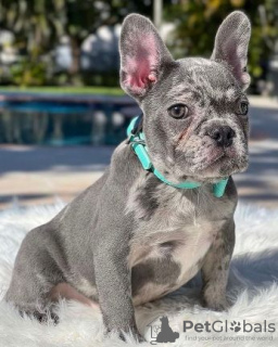 Foto №2 zu Ankündigung № 123215 zu verkaufen französische bulldogge - einkaufen Großbritannien quotient 	ankündigung
