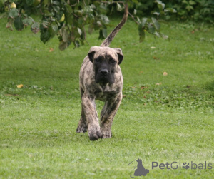 Foto №2 zu Ankündigung № 174799 zu verkaufen dogo canario - einkaufen Lettland züchter