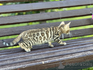 Foto №4. Ich werde verkaufen bengal katzenrasse in der Stadt Мальтиньяно. quotient 	ankündigung, vom kindergarten, züchter - preis - verhandelt