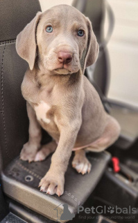 Foto №1. weimaraner - zum Verkauf in der Stadt Prag | verhandelt | Ankündigung № 111165