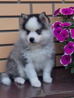 Foto №1. siberian husky - zum Verkauf in der Stadt Freiburg im Breisgau | 550€ | Ankündigung № 160539