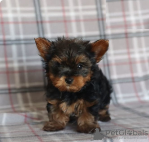 Foto №1. yorkshire terrier - zum Verkauf in der Stadt Larnaca | 600€ | Ankündigung № 103928