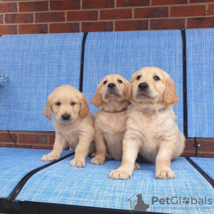 Foto №1. golden retriever - zum Verkauf in der Stadt Berlin | verhandelt | Ankündigung № 115946